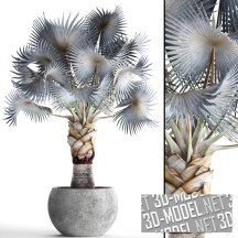 3d-модель Голубая пальма Бисмаркия