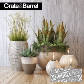 Вазы с растениями от Crate&Barrel