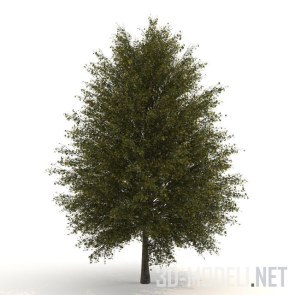 Дерево гинкго