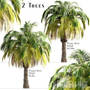 Два дерева Pygmy Date Palm