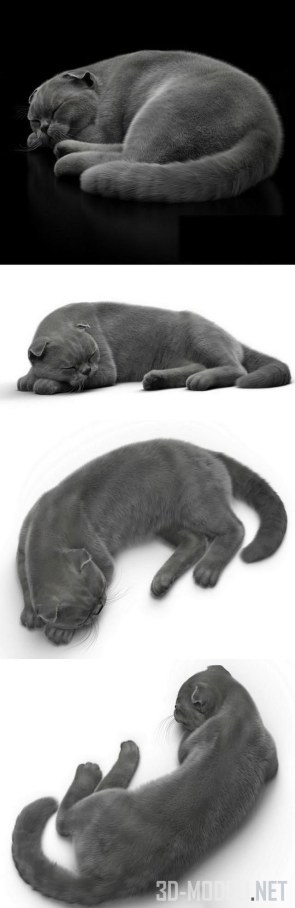 Спящий серый кот
