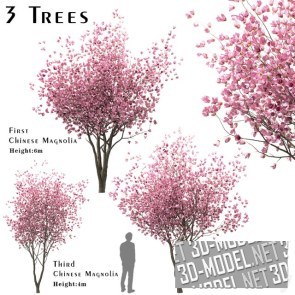 Три цветущие розовые китайские магнолии
