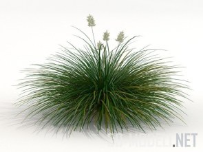 Растение Festuca Idahoensis