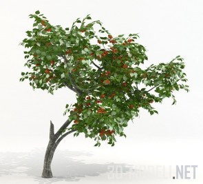 Дерево Prunus armeniaca