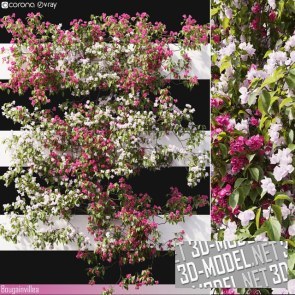 Bougainvillea с белыми и розовыми цветами