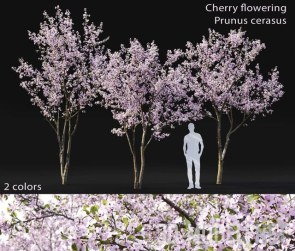 Цветущее дерево Prunus cerasus