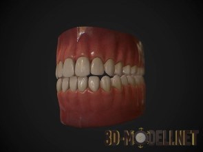 Человеческая челюсть: зубы и язык