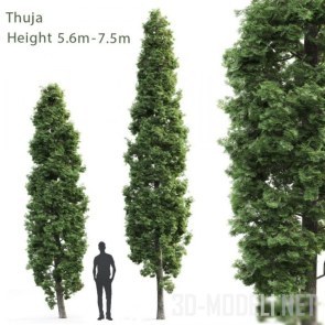 2 высоких дерева туи