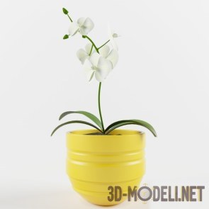 Белая орхидея в желтом горшке