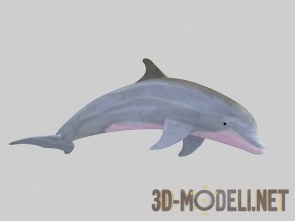 Большой дельфин (Афалина)