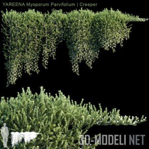 5 моделей лианы YAREENA Myoporum Parvifolium