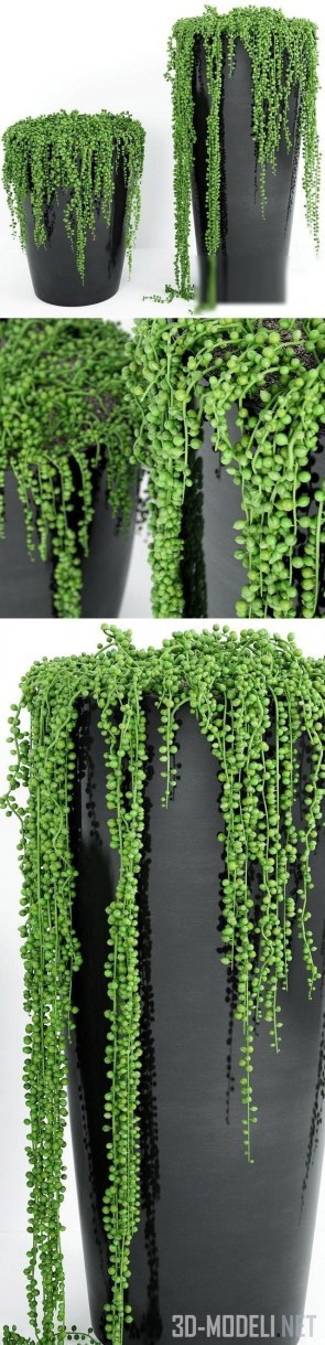 Растения String Of Pearls