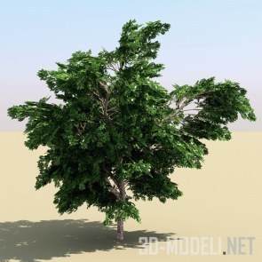 Дерево Платан Low-Poly