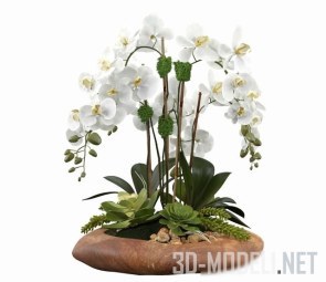 Орхидея Phalaenopsis Silk