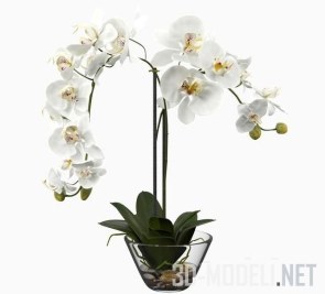 Белая орхидея Фаленопсис в стеклянной вазе