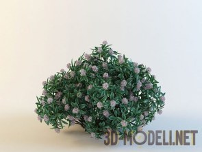 Цветущее растение Daphne odora «Aureomarginata»