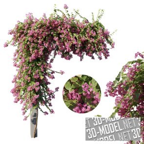 Бугенвиллея (Bougainvillea)