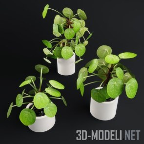 Денежное дерево Pilea Peperomioides