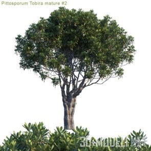 Зрелое дерево смолосемянника