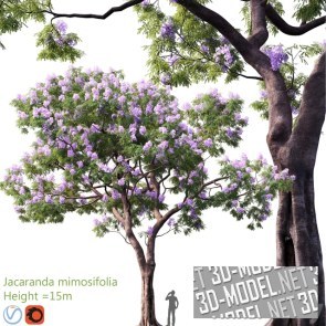 Цветущее дерево Jacaranda mimosifolia