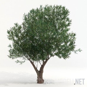 Olea europaea, оливковое дерево