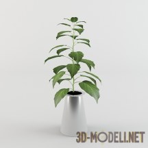 3d-модель Молодое растение в высоком сосуде