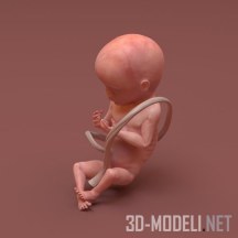 3d-модель Зародыш (20 недель)