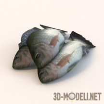 3d-модель Сырая рыба телапия