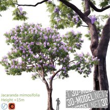 3d-модель Дерево Джакаранда мимозолистная с сиреневыми цветами