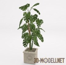 3d-модель Большой экземпляр комнатного растения монстера