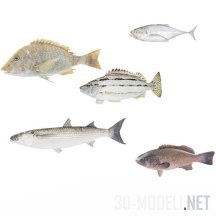 3d-модель Разные рыбы