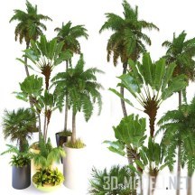 3d-модель Несколько пальмовых деревьев