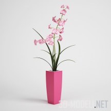 Орхидея в розовом горшке