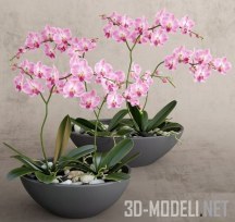 3d-модель Розовые орхидеи