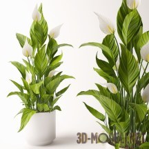 3d-модель Интерьерное растение спатифиллум