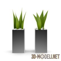 3d-модель Два минималистичных алоэ