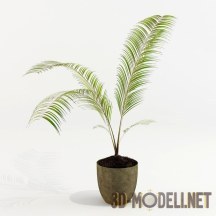 3d-модель Невысокая пальма в простом горшке