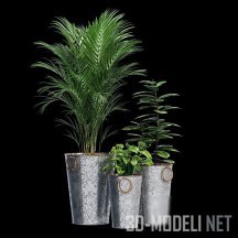 3d-модель Растения в горшках-ведрах Lillian