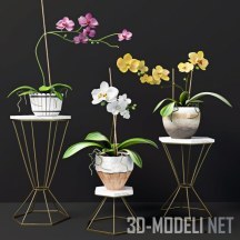 3d-модель Разноцветные орхидеи в горшочках