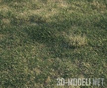 3d-модель Луг с весенней травой