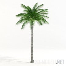 Дерево кокосовая пальма