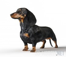 3d-модель Собака породы такса