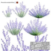 3d-модель Шалфей (Perovskia atriplicifolia)