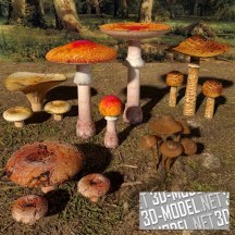 3d-модель Набор грибов