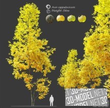 3d-модель Осенний клен Acer cappadocicum