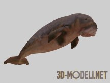 3d-модель Дюгонь (морская корова)
