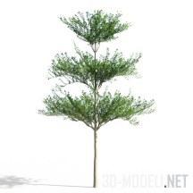 3d-модель Дерево Terminalia mantaly