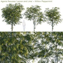 3d-модель Дерево Agonis flexuosa (Лимон и Лайм)