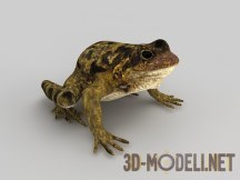 3d-модель Лягушка
