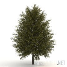 3d-модель Дерево гинкго